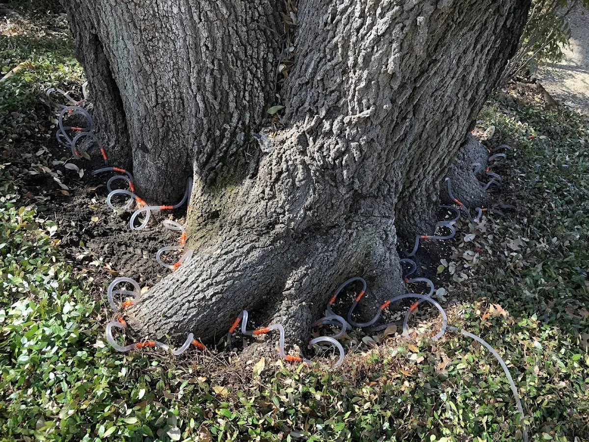 Detailed Tree Cabling and Bracing job site in Congerville
