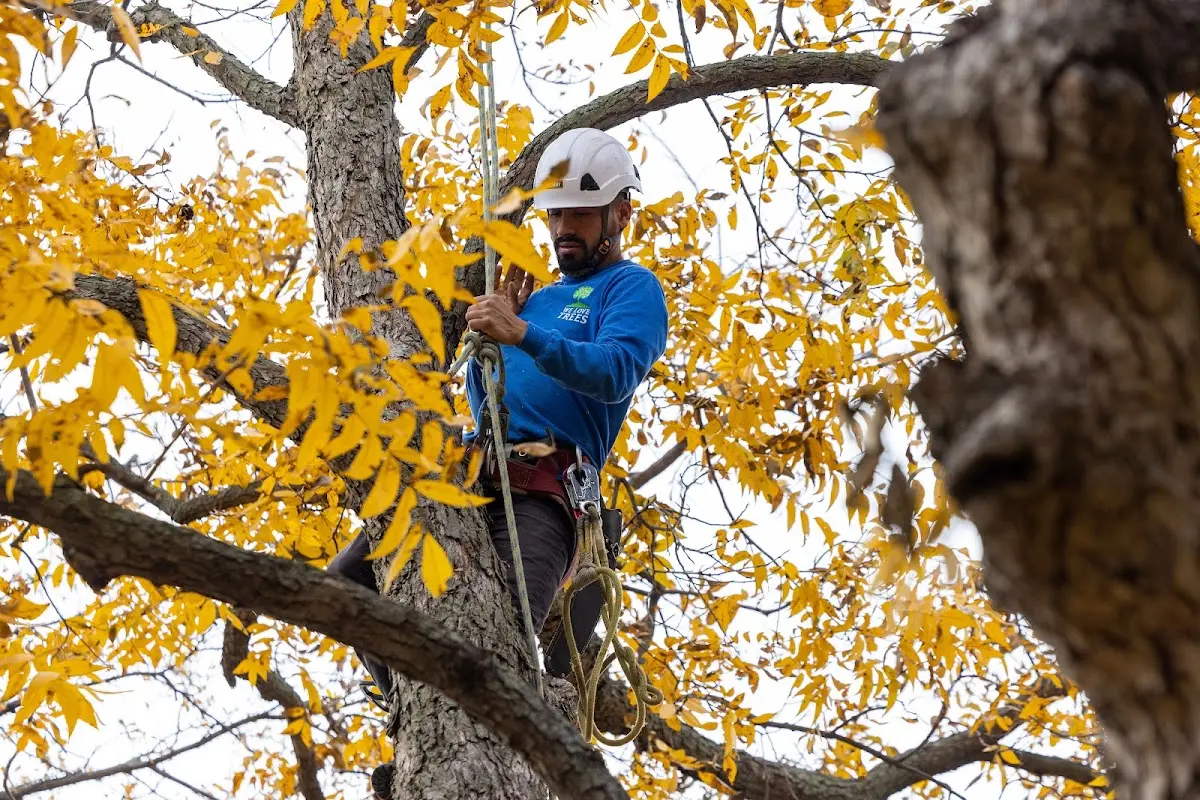 Skilled Tree Transplanting crew working in Congerville
